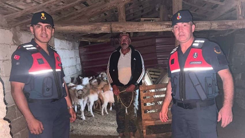 Kaybolan Keçiler Jandarma Tarafından Bulundu