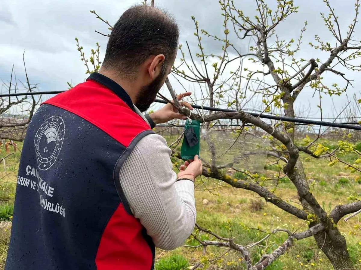 Çanakkale'de Kahverengi Kokarca Takibi Başladı