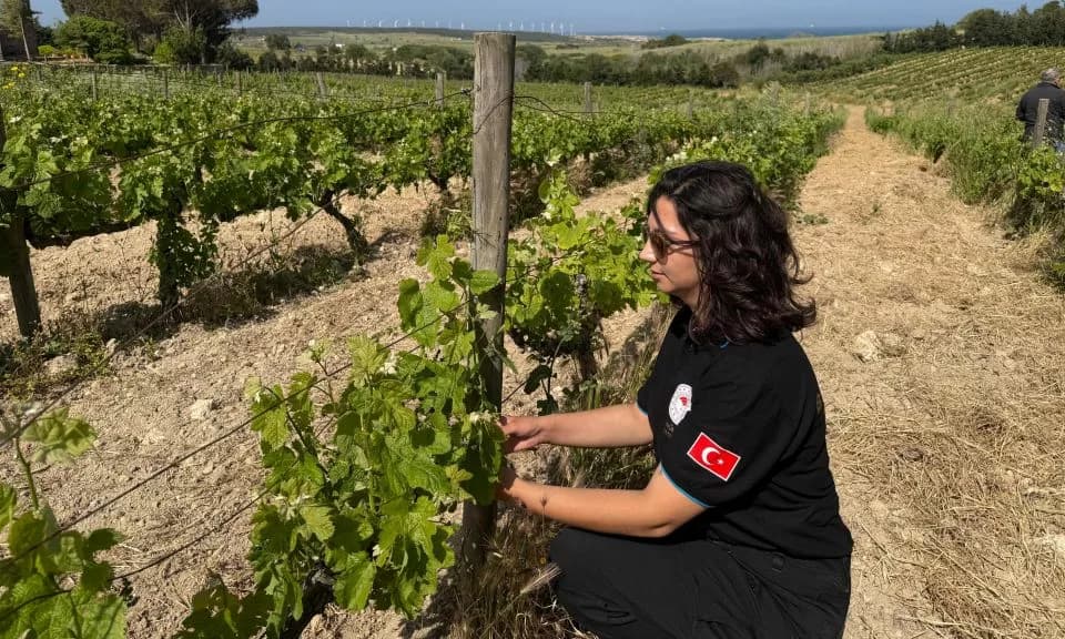 Çanakkale Bağları İçin Kritik Uyarı: Külleme Hastalığı Tehdidi