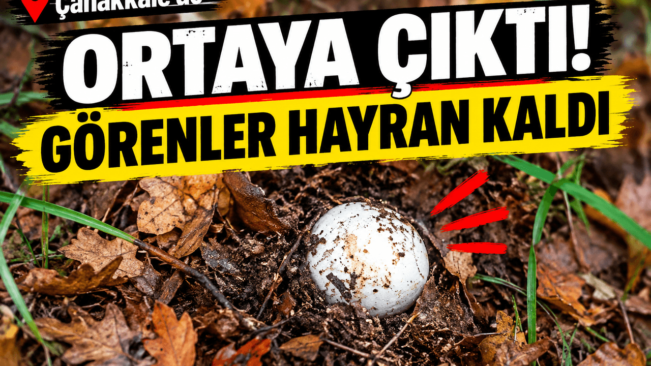 Çanakkale Ormanlarında Büyüleyici Keşif: "İmparator Mantarı" Ortaya Çıktı, Hayran Bıraktı