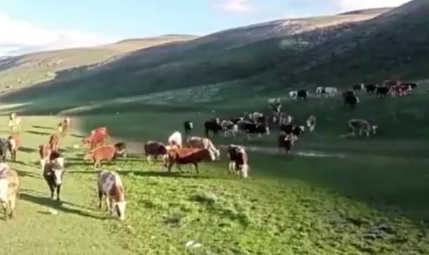 Kurban Bayramı'nda Dikkat: Sosyal Medya Dolandırıcılığı