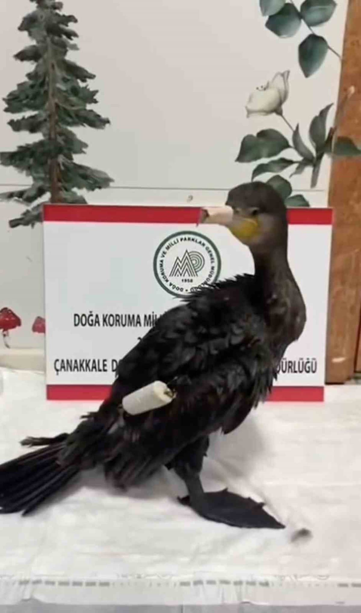 Çanakkale'de Karabatak 24 Saat İçinde DKMP Tedavisiyle Doğaya Döndü
