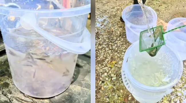 BAYRAMİÇ AYAZMA DERESİ'NE 50 BİN KIRMIZI BENEKLİ ALABALIK YAVRUSU BIRAKILDI