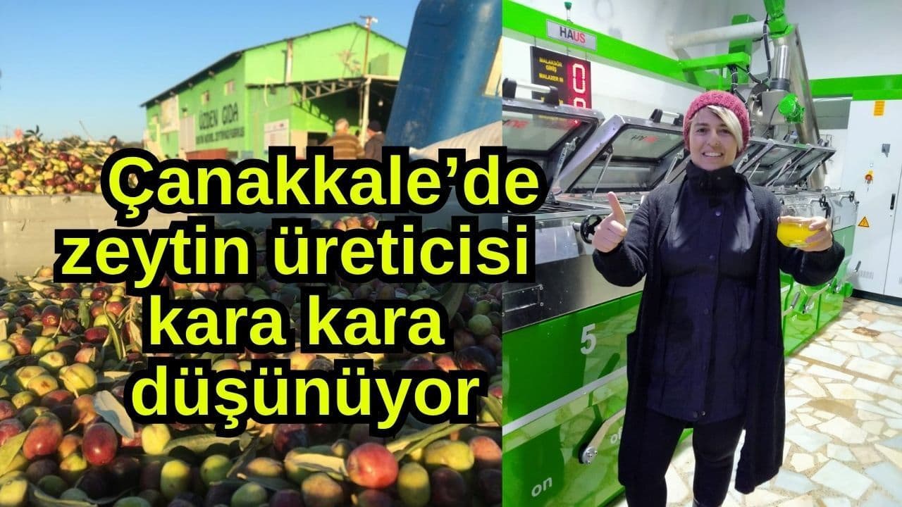 Çanakkale Zeytin Üreticileri Büyük Bir Belirsizlikle Karşı Karşıya: Hasat Sezonu Endişeleri Arttırıyor