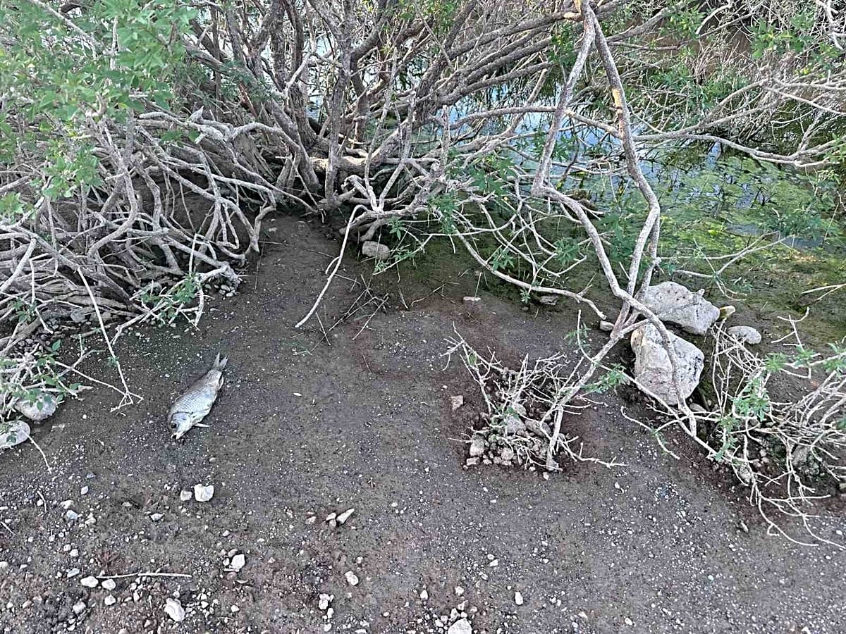 Ayvacık Barajı'ndaki Balık Ölümleri: Neden ve Çözüm Süreci