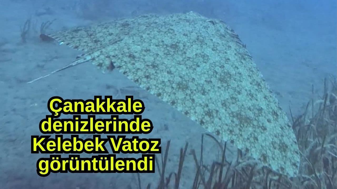 Çanakkale'de Kelebek Vatozu Görüntülendi