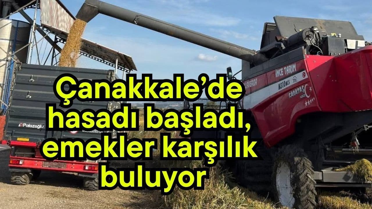 Çanakkale’de hasadı başladı, emekler karşılık buluyor