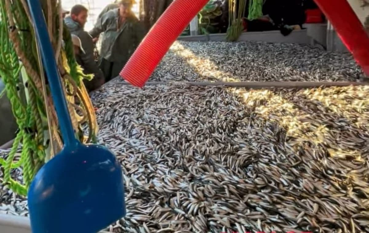 Avcı 35 Teknesi Çanakkale Boğazı'nda 1500 Kasa Sardalya Yakaladı