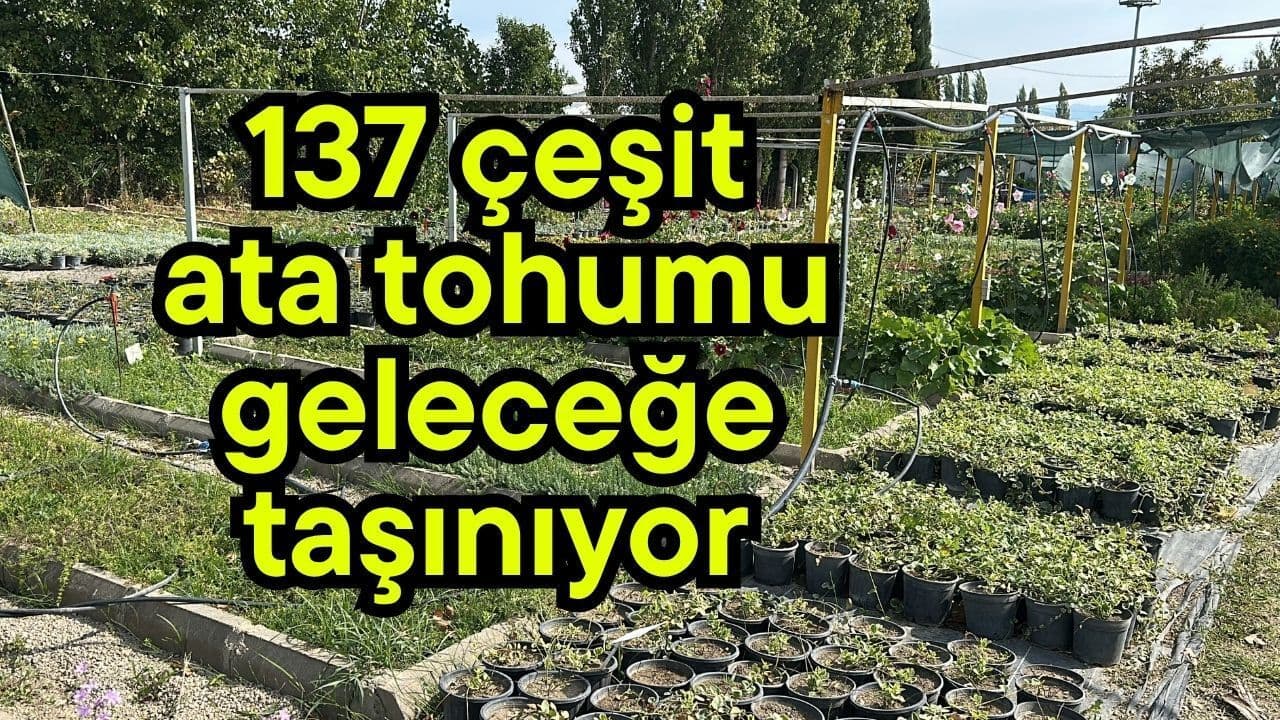 137 çeşit ata tohumu geleceğe taşınıyor