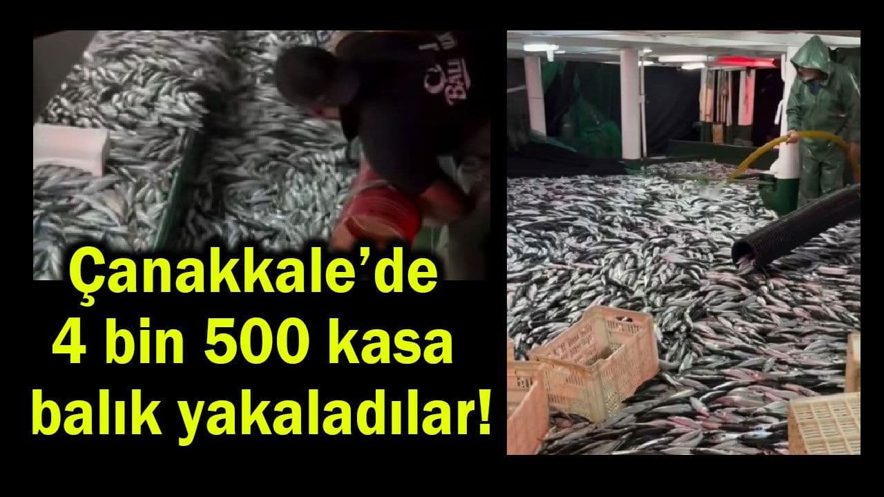 Çanakkale’de 4 bin 500 kasa balık yakaladılar!