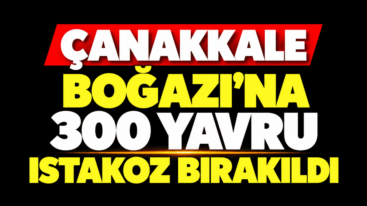 Çanakkale Boğazı'na Umut Tohumları Ekildi: 300 Yavru Istakoz Doğal Yaşamına Geri Döndü