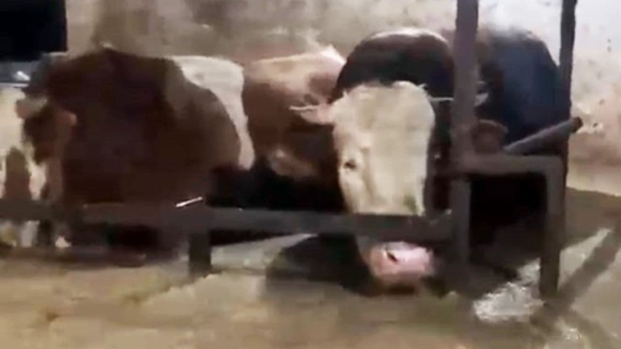 Sular altında kalan ahırdaki hayvanların bekleyişi kamerada (Video)