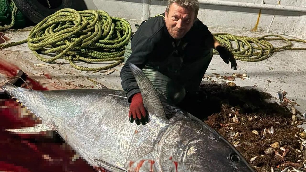 Saros Körfezi’nde 175 kiloluk orkinos yakaladı