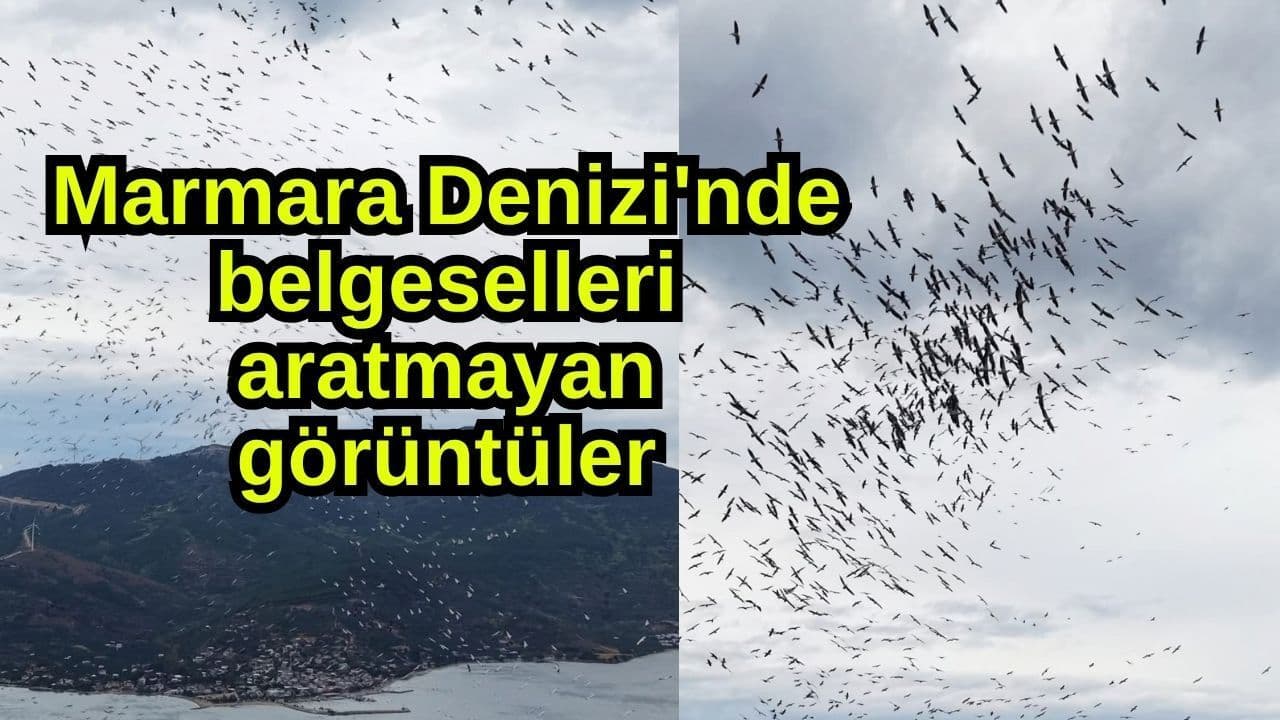 Paşalimanı Adası'nda Dronla Kaydedilen Göç Hazırlığı: Kuşların Büyüleyici Senkronizasyonu