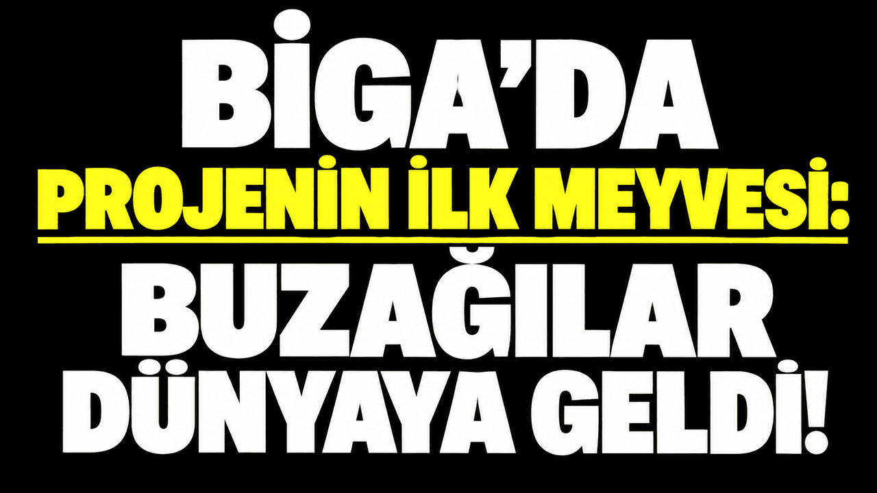 Biga’da Proje İlk Adımını Attı: Yeni Buzağılara Merhaba