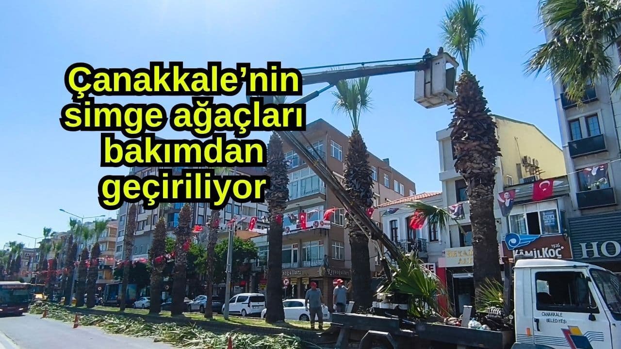 Çanakkale'nin Simge Palmiyelerine Kapsamlı Estetik Dokunuş: Cumhuriyet Bulvarı Yenileniyor